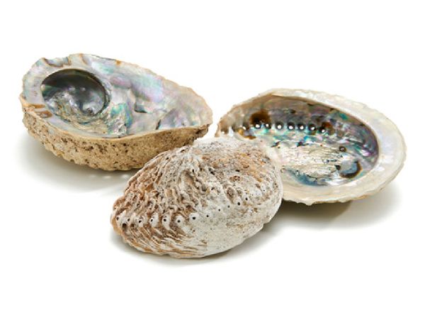 Muschel S.A. Paua NATUR 25516 12cm Shell Abalone mittel