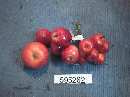 Apfel hellrot-matt 6cm