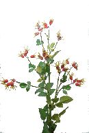 Hagebuttenzweig x36 Grün-Rot Länge 150 cm