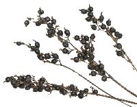 Black Berry NATUR 100 St. Schwarzbeeren