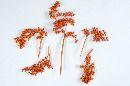 Canella ORANGE 10 normale Beeren