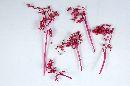 Canella azalee 67 normale Beeren