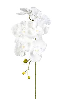 Orchideenzweig Phalaenopsis WEISS 40 305303-40 76cm 6 Blüten Ø8-10cm