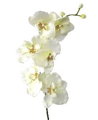 Orchideenzweig Phalaenopsis CREME 48  305303 78cm 7 Blüten Ø8-10cm