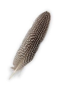 Perlhuhn Feder 30 Stück natur Perlhuhnfeder Länge 21 cm