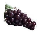 Weintrauben WEINROT 65065 L=12cm 48 Trauben 2 Blaetter Dekoobst