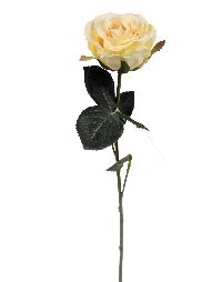 Rose Madame CHAMPAGNER 02 Länge:37cm  1333