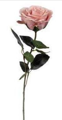 Rose Madame ROSA VIOLETT 15 Länge:37cm  1333