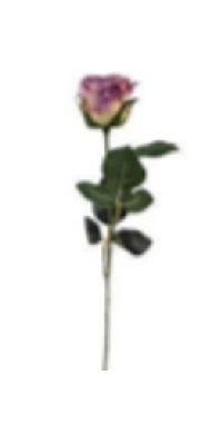 Rose Madame MAUVE 16 Länge:37cm  1333