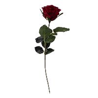 Rose Madame DUNKELROT  07 Länge:37cm  1333