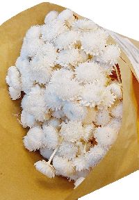 Botao Dorado weiss 4106 01 100g Trockenblumen